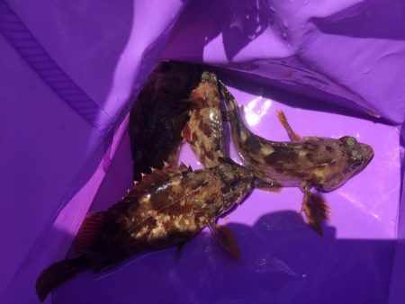 ガシラ大漁穴釣り